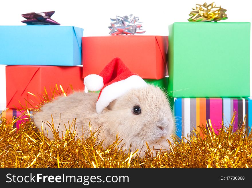 Brown rabbit in santa hat and christmas decoration, isolated. Brown rabbit in santa hat and christmas decoration, isolated