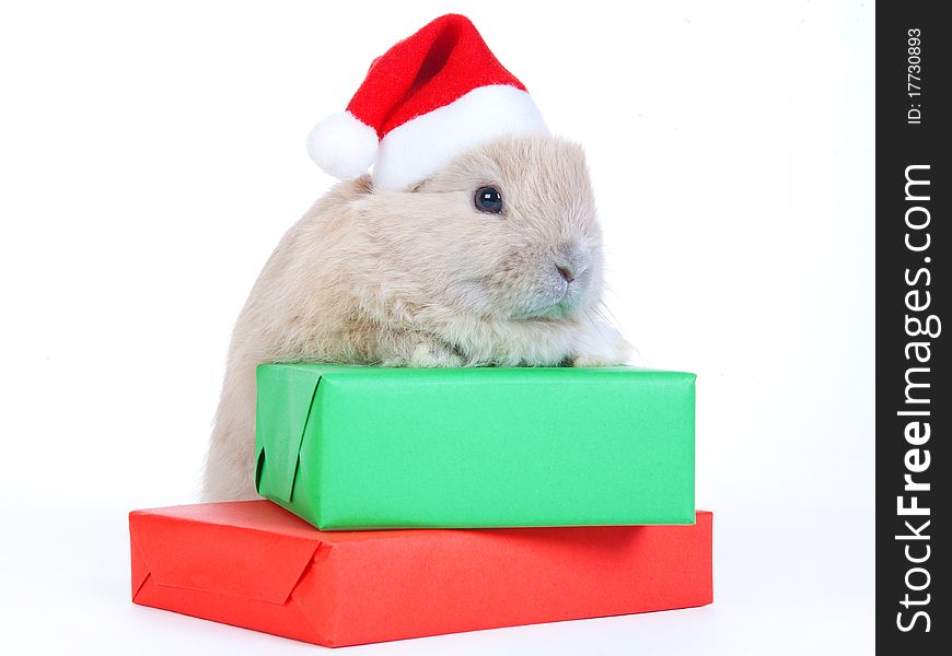 Brown rabbit in santa hat and christmas box, isolated. Brown rabbit in santa hat and christmas box, isolated