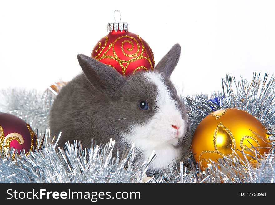 Gray rabbit and christmas decoration, isolated on white