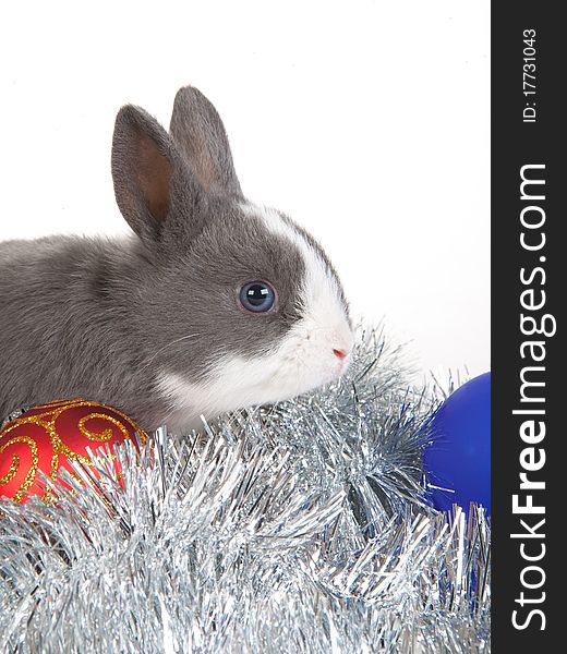 Gray rabbit and christmas decoration, isolated on white