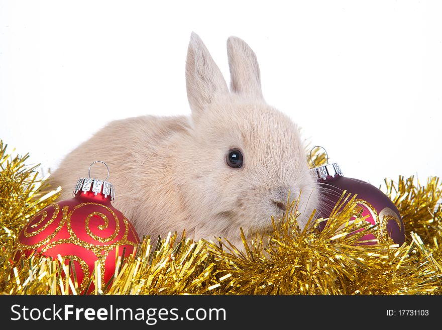 Brown Rabbit And Christmas Decoration, Isolated