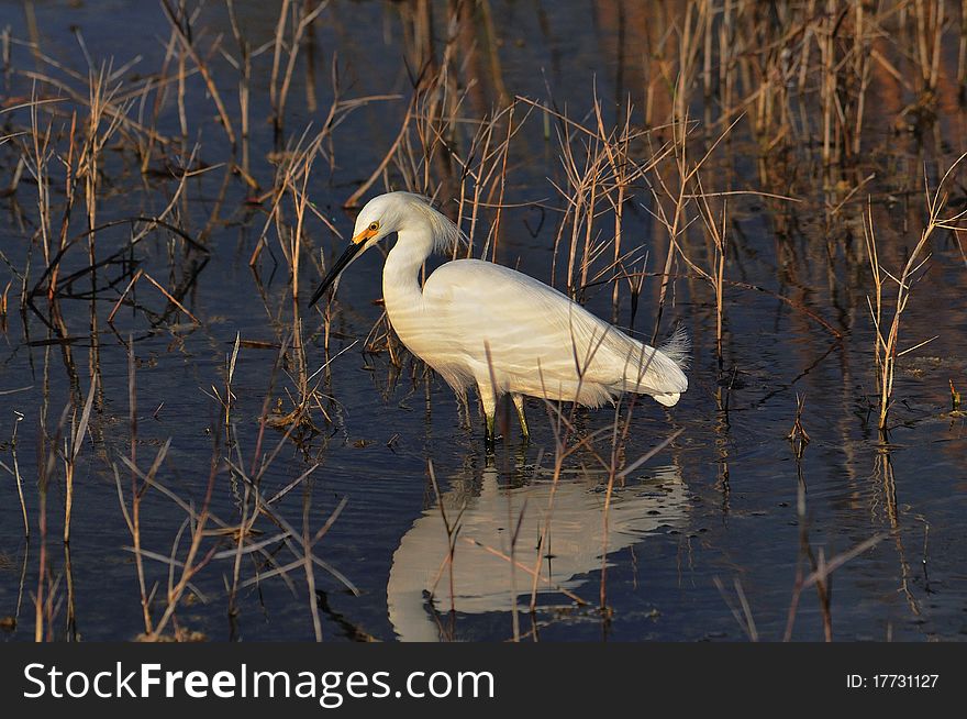 Snowy Egret