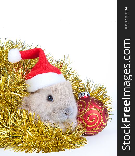 Brown rabbit in santa hat and christmas decoration, isolated on white. Brown rabbit in santa hat and christmas decoration, isolated on white
