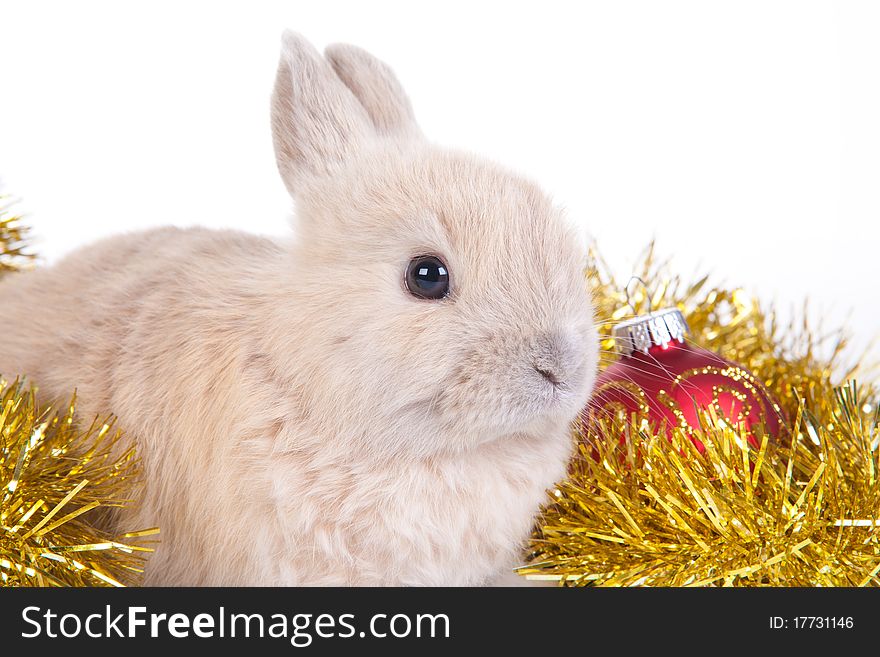 Brown rabbit and christmas decoration, isolated on white