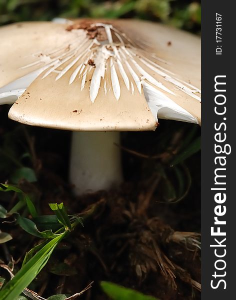 A single white mushroom and grass