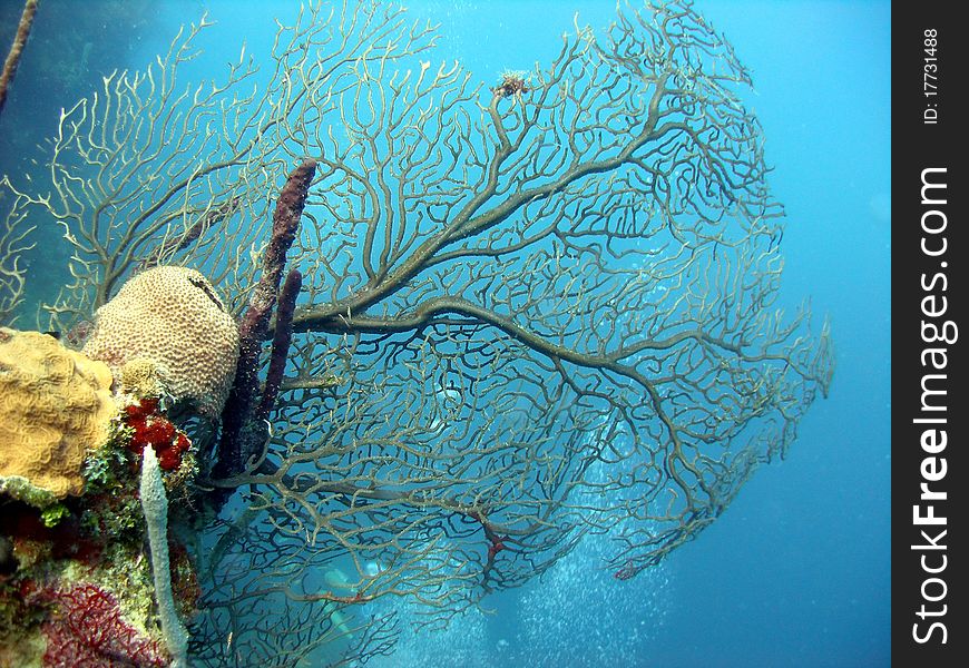 A sea fan catches the sunlight and the nutrients brought along in the current by growing across the flow of water. Taken on a sunny shallow dive in the Caribbean. Note the rising bubbles from the scuba diver deep below.