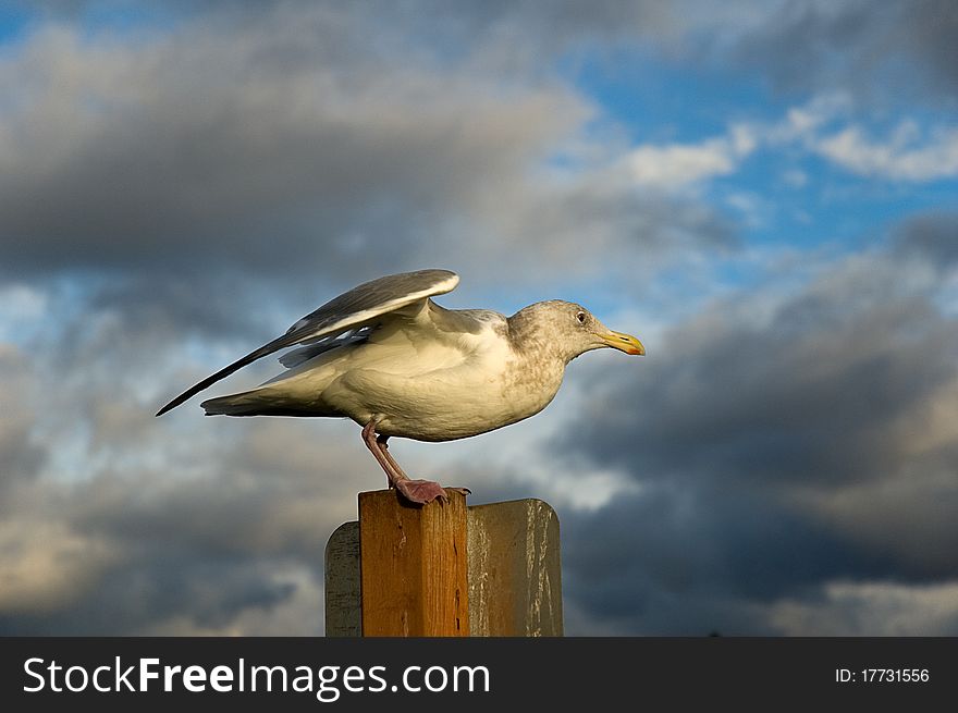 A lone seagull perched under a dramatic sky. A lone seagull perched under a dramatic sky.