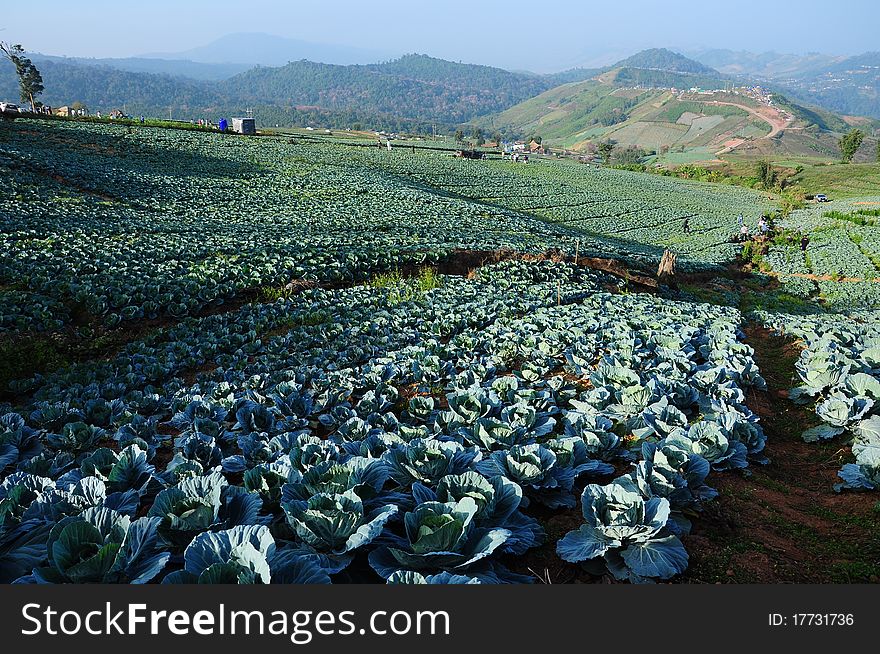 Cabbage field in the morning