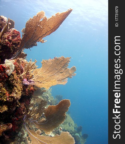 Sea fans catch the sunlight and the nutrients brought along in the current by growing across the flow of water.  Taken on a sunny shallow dive in the Caribbean.