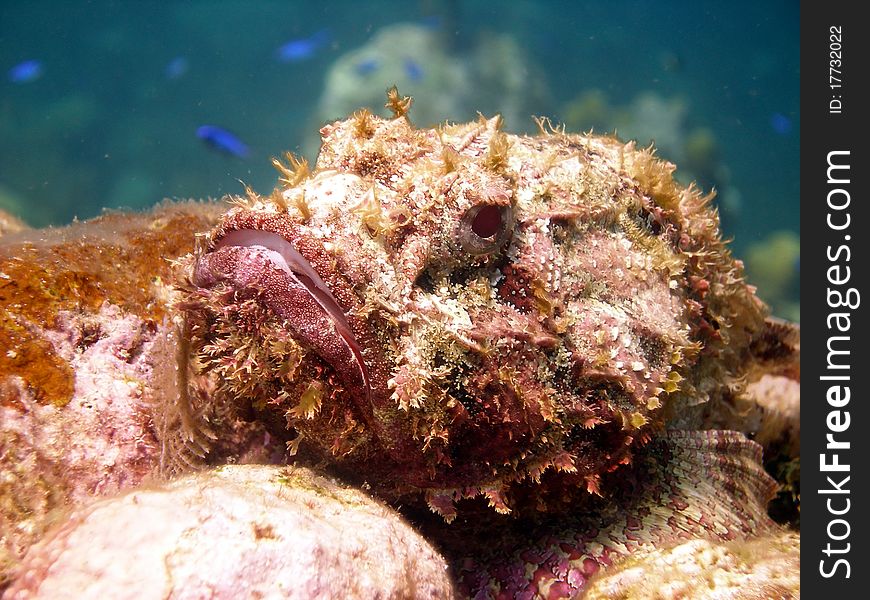 This ugly Scorpion Fish is a master of disguise and camouflage. He can look just like the coral reef he sits on, waiting for an unwary little fish to swim in too close.