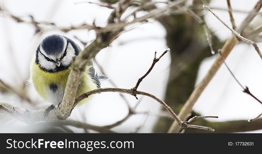 Parus caeruleus tit seat on tree