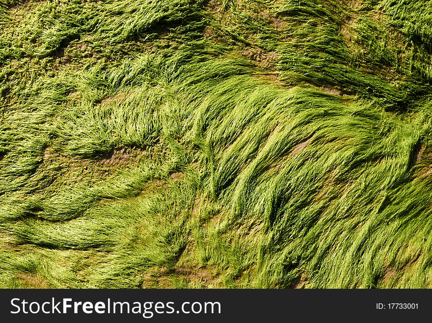 The texture of seaweed