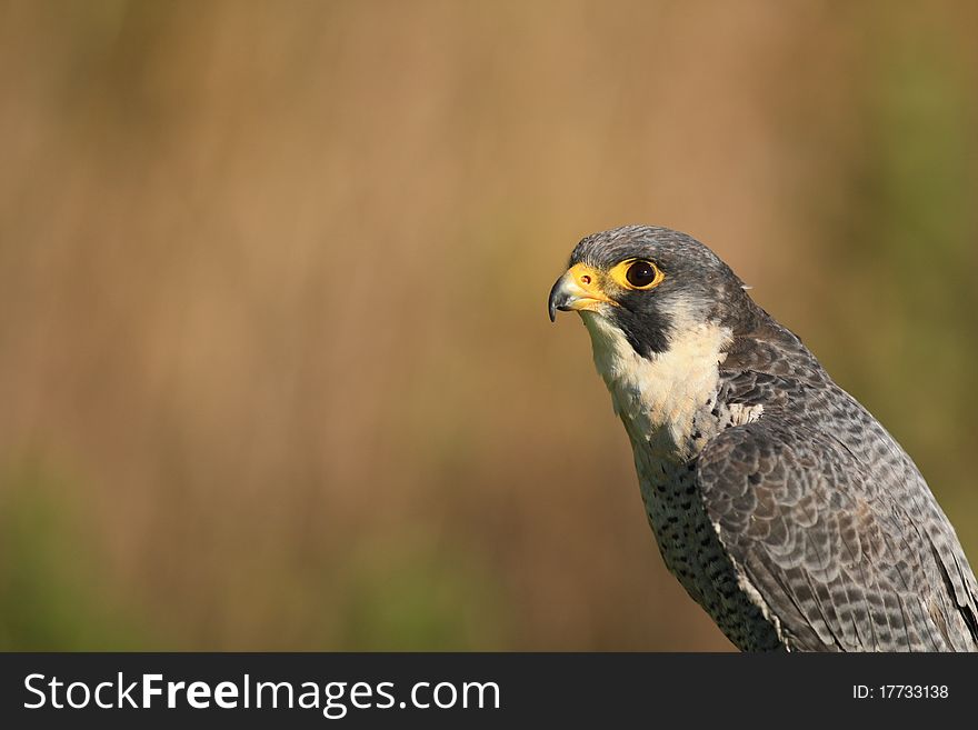 A peregrine falcon on the watch