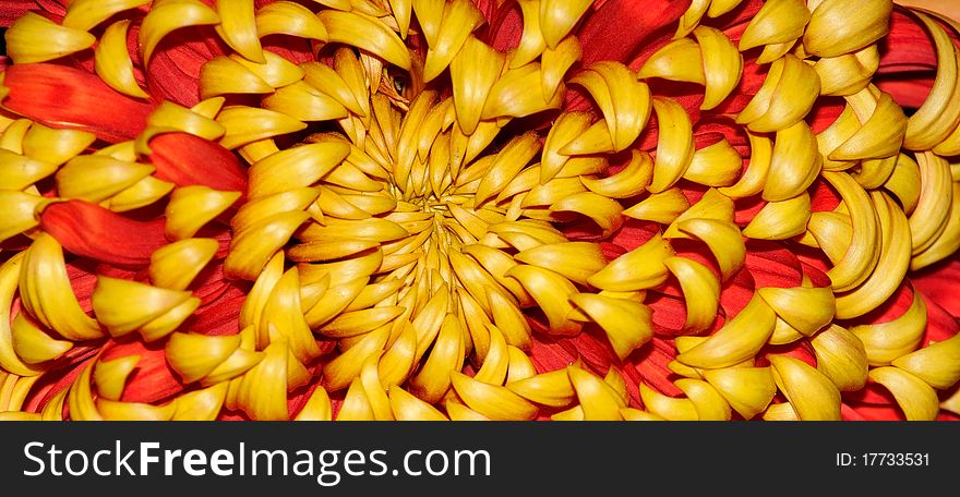 Chrysanthemum - Dendranthema Des Moul - background