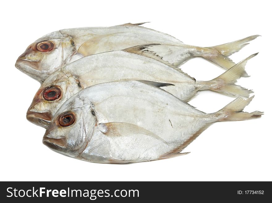 Fresh silver fish for seafood cooking. Fresh silver fish for seafood cooking
