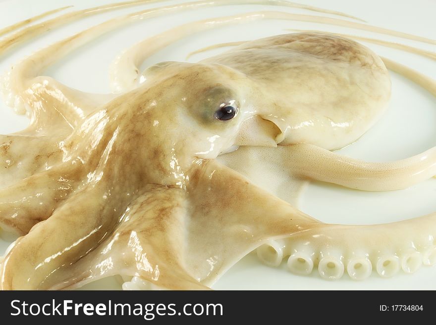 Fresh, raw octopus close up