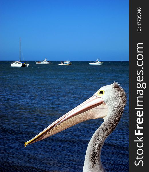 A pelican waits for its daily feeding at a harbor on Kangaroo Island, Australia. A pelican waits for its daily feeding at a harbor on Kangaroo Island, Australia.