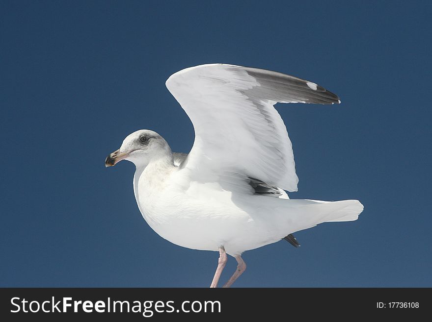 Seagull preparing to take flight at Del Mar, California. Seagull preparing to take flight at Del Mar, California