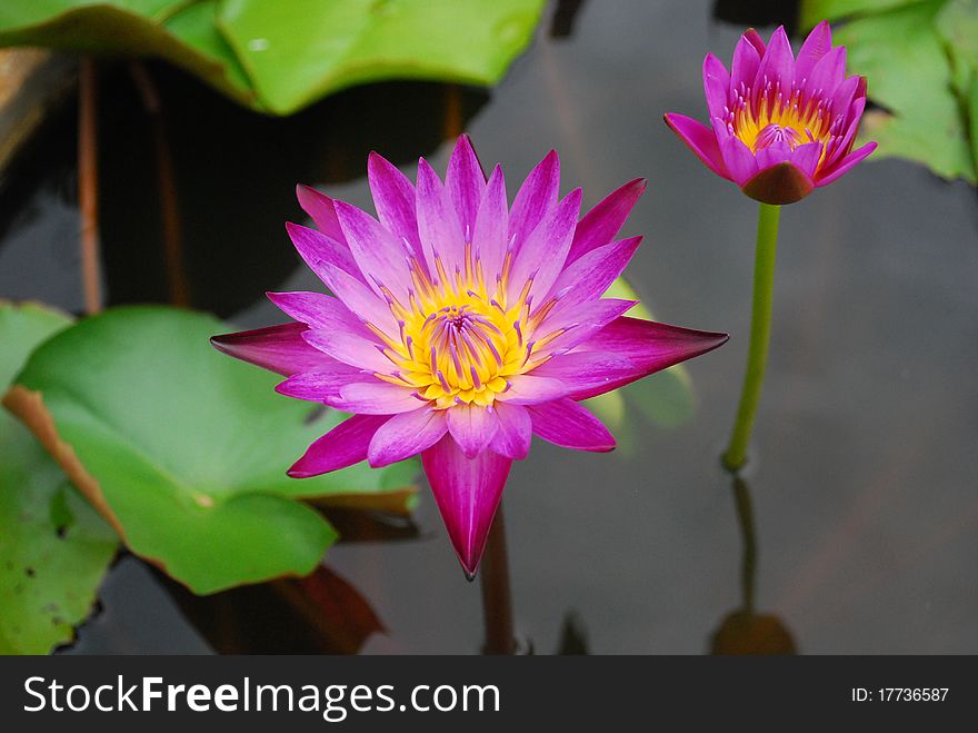 Two pink lotus flowers on the water. Two pink lotus flowers on the water.