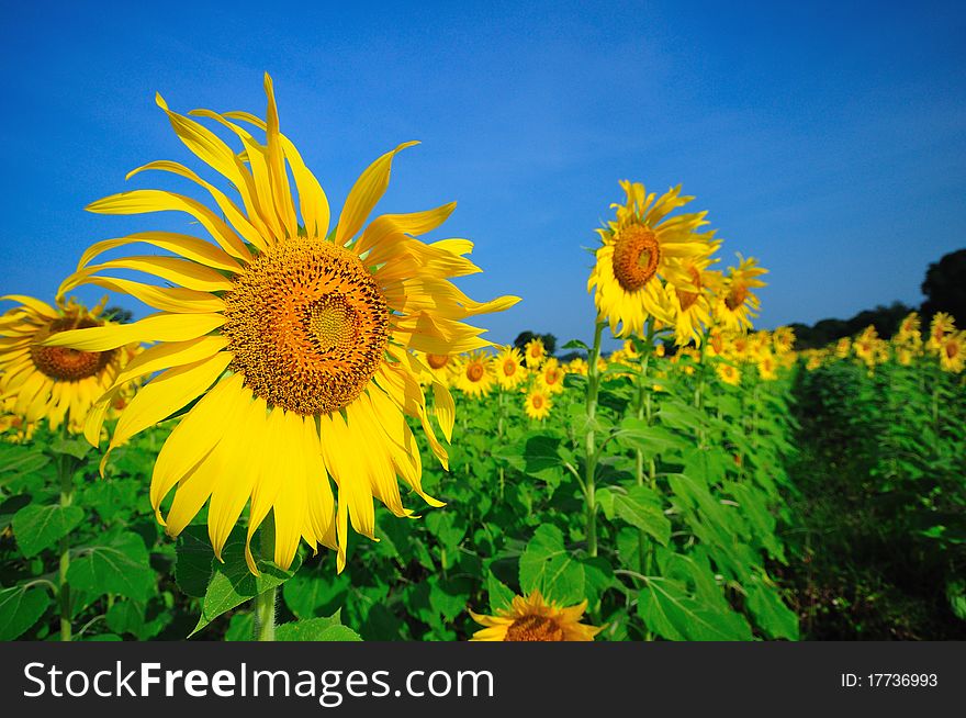 Sunflower field with blue sky @ Lopburi, Thailand