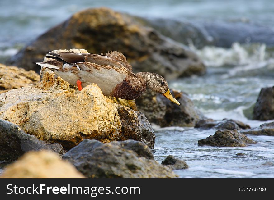 Mallard duck (anas platyrhynchos) going to swim. Mallard duck (anas platyrhynchos) going to swim