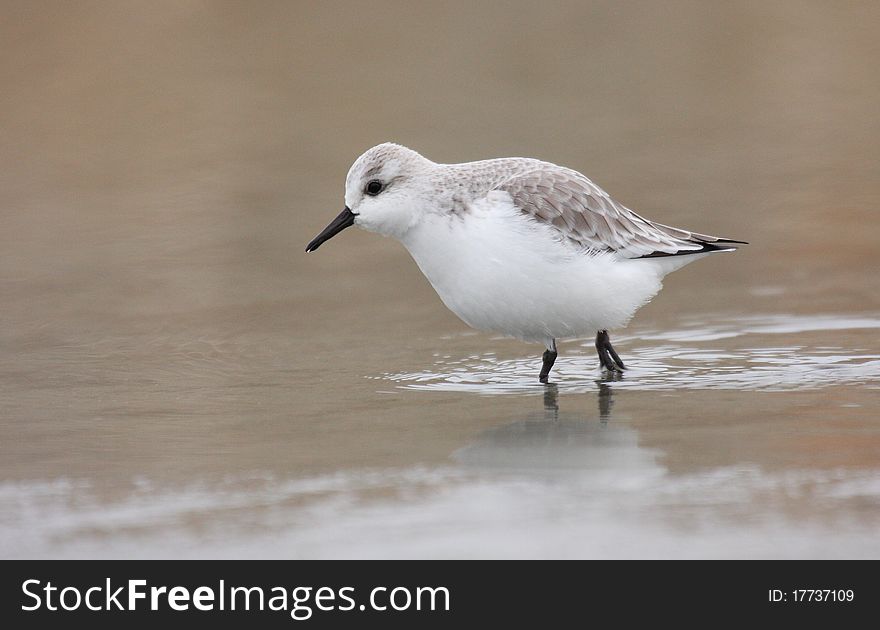 Sanderling (calidris alba) resting in water. Sanderling (calidris alba) resting in water