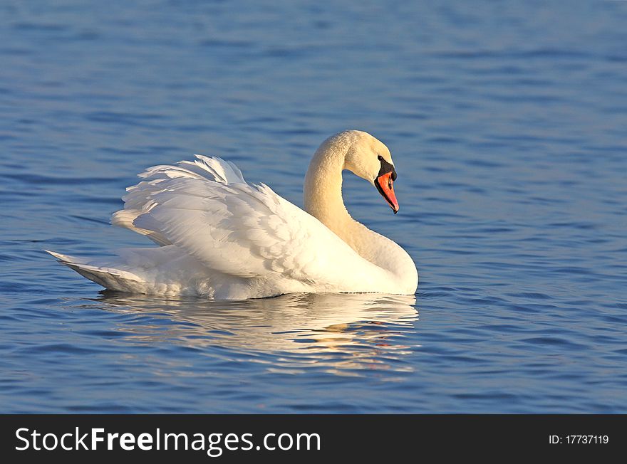 Mute swan (cygnus olor) SWIMMING ON BLUE WATER. Mute swan (cygnus olor) SWIMMING ON BLUE WATER