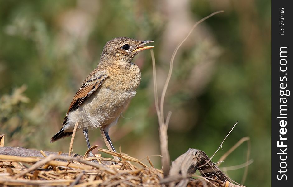 Young Northern Wheatear