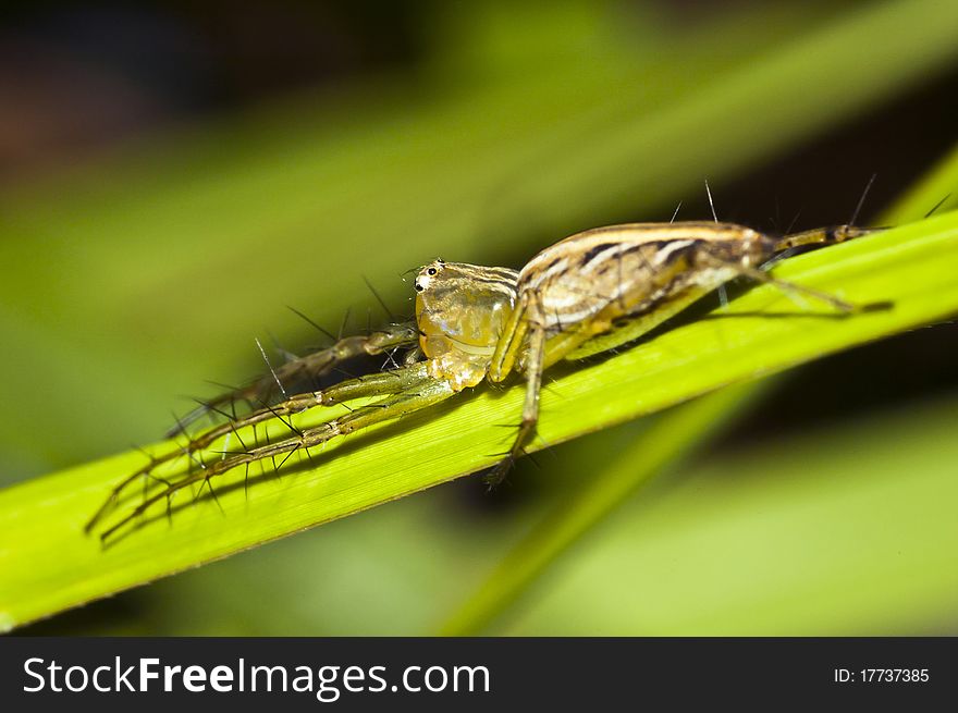 Closed up of spider on the green leaf