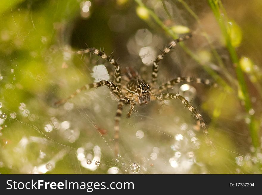 Closed up of spider on the green leaf