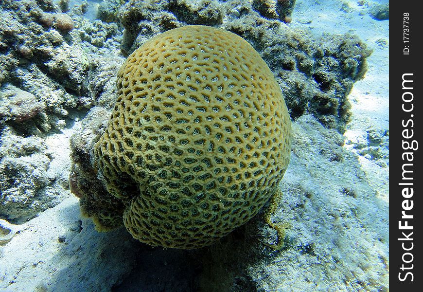 Globular coral, Red Sea, Egypt.