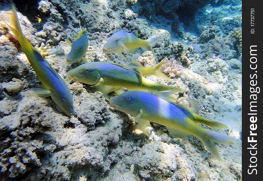 Mullus find food, Red Sea, Egypt.