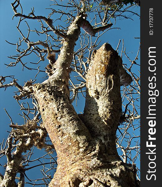 Baobab detail in blue sky. It is a very popular tree in Africa (this is from Kenya). Baobab detail in blue sky. It is a very popular tree in Africa (this is from Kenya)
