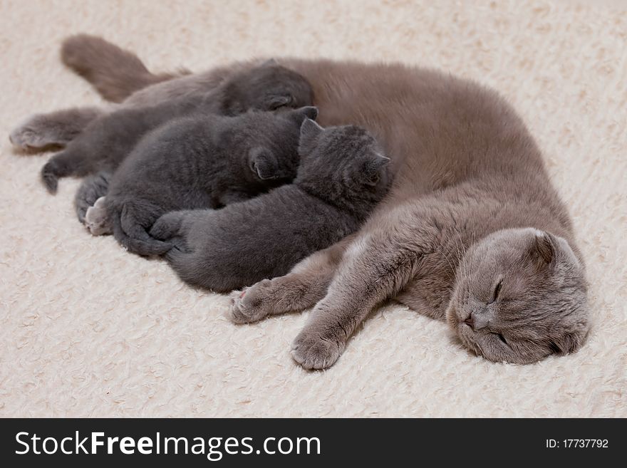 Three kittens with mother, family
