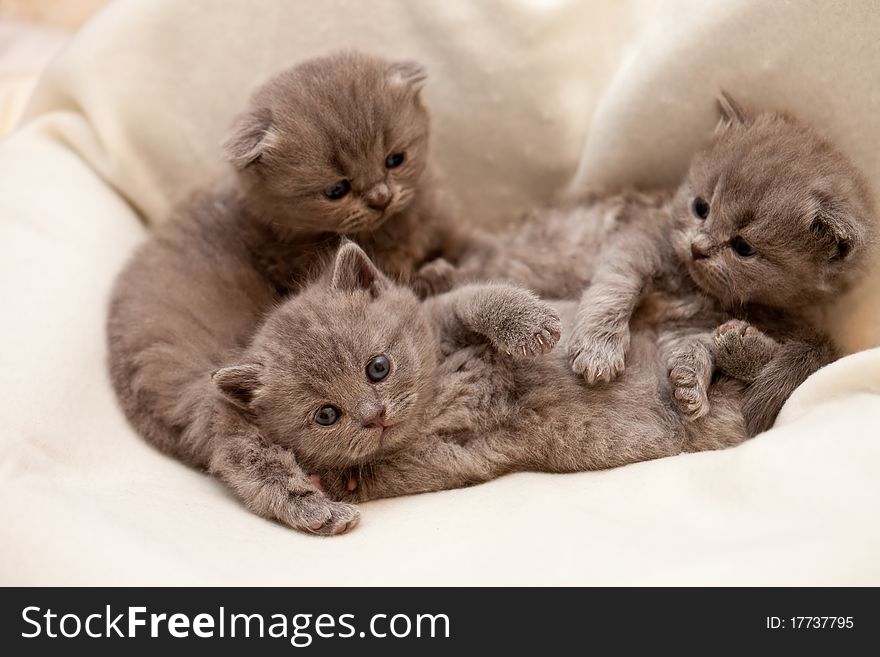 Three kitten lying on white cloth