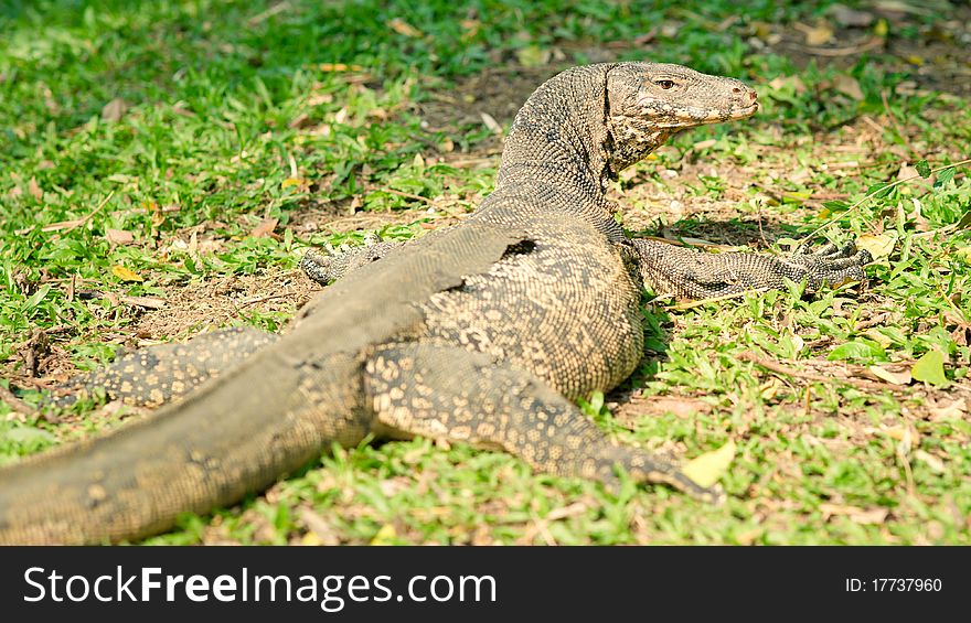 Large monitor lizard on the grass, close-up. Large monitor lizard on the grass, close-up