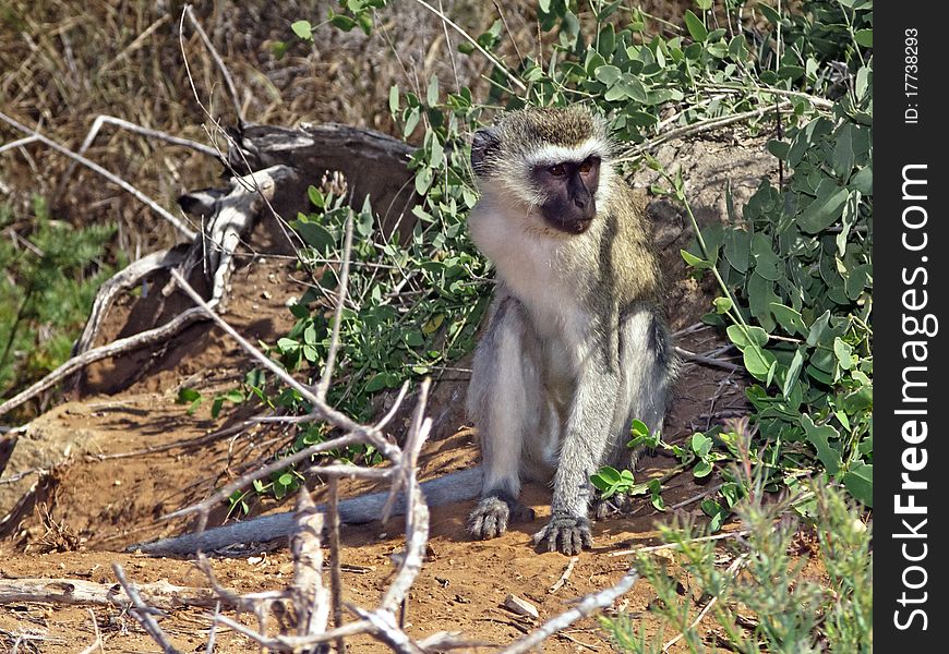 Portrait of a little monkey in kenya national park of Tsavo East. Portrait of a little monkey in kenya national park of Tsavo East