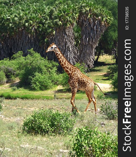 Portrait of a beautiful wild giraffe living in kenya national park of Tsavo East. Portrait of a beautiful wild giraffe living in kenya national park of Tsavo East