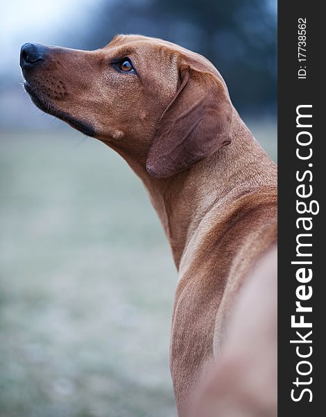 Rhodesian ridgeback dog lying in grass