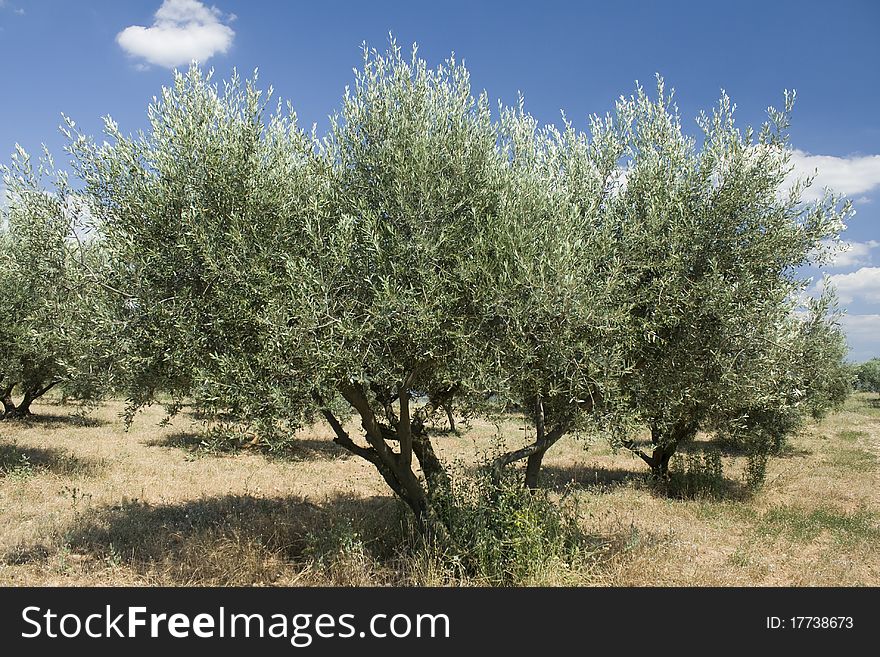 Olive tree in a grove