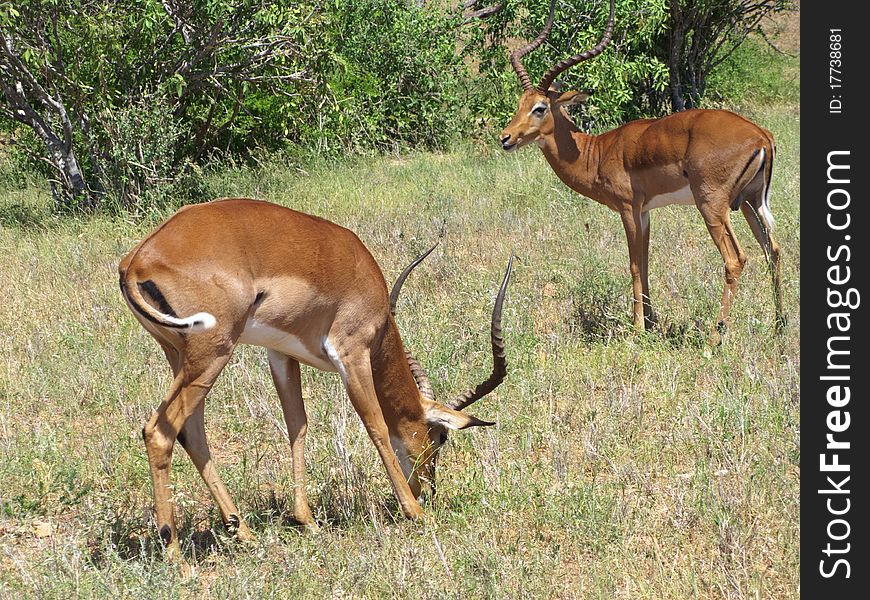 Couple Of Impala