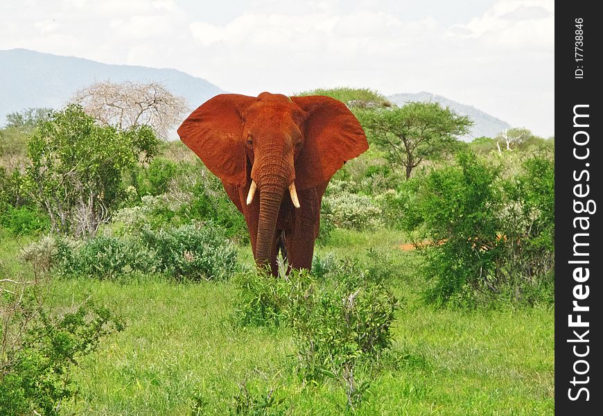 A red elephant watching you from Tsavo East national park (Kenya, Africa). A red elephant watching you from Tsavo East national park (Kenya, Africa)