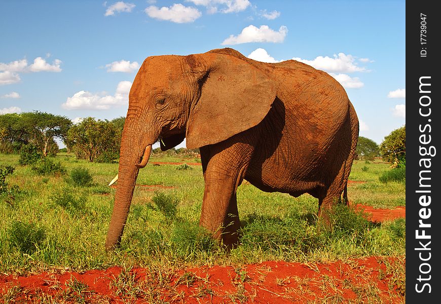 A red elephant profile from Tsavo East national park (Kenya, Africa) with red land savannah and grass