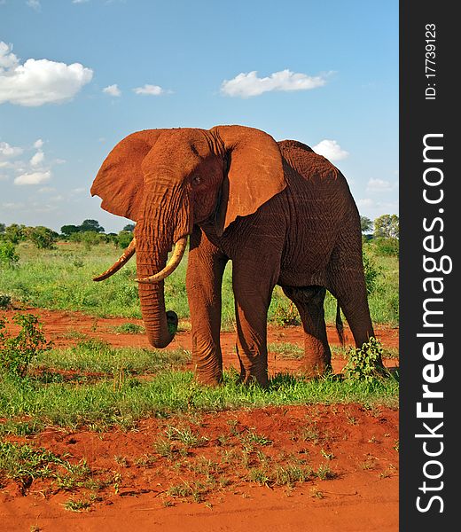 A red elephant from Tsavo East national park (Kenya). A red elephant from Tsavo East national park (Kenya)