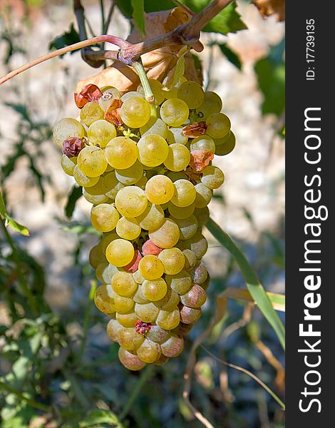 Llight grape cluster close to background of vineyard.An image with shallow depth of field.
