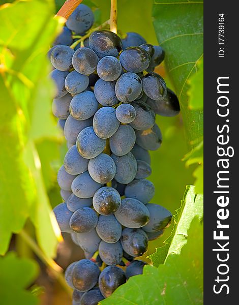 Bunch of dark grapes.An image with shallow depth of field. Bunch of dark grapes.An image with shallow depth of field.