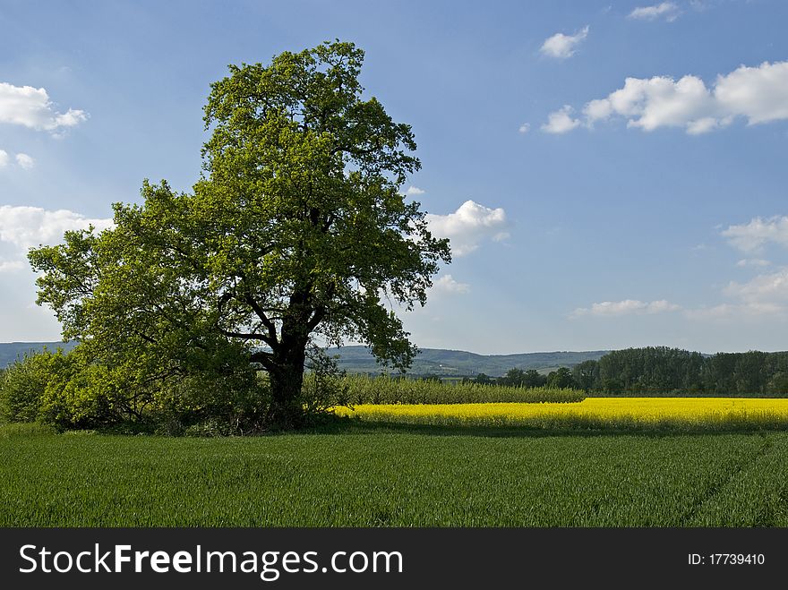 Big tree in spring with a rape field in the background. Big tree in spring with a rape field in the background