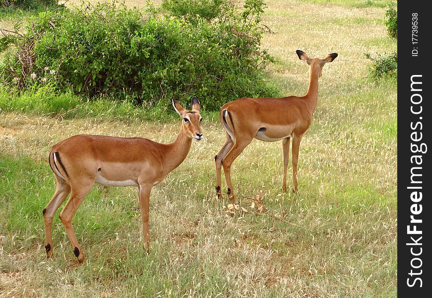 Couple of antelopes from Kenya (Africa) during a safari. Couple of antelopes from Kenya (Africa) during a safari