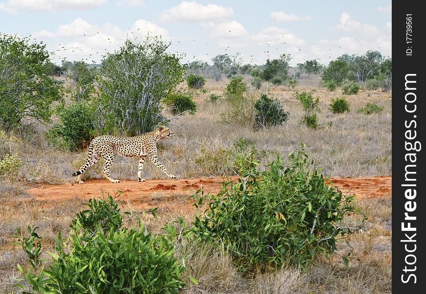 Cheetah walking in african savannah in early morning. Cheetah walking in african savannah in early morning