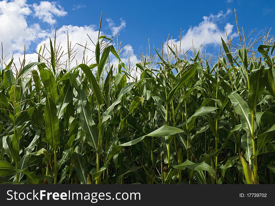 Corn field in front of blue sky and white clouds